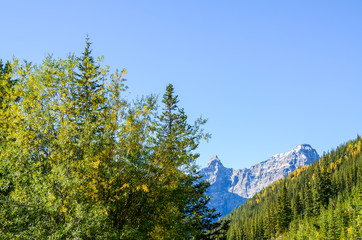秋のカナディアン・ロッキーの山並みと黄葉（バンフ国立公園　カナダ・アルバータ州）