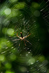 tropical jungle in thailand