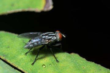 Macro flies on the leaf