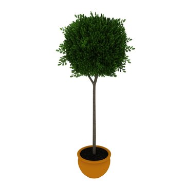 green tree on pot