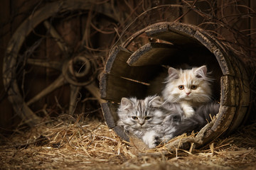 Pedigree striped fluffy cats in an old barrel with a straw in the attic