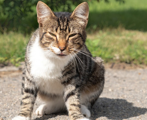 cat with eyes closed outside the grey color