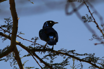 Cape Glossy Starling, Kenya