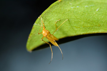 Mosquito Macro on Leaf