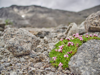 mountains in the summer. Hibiny
