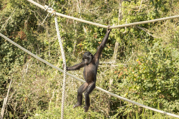 Bonobo - Vallée des singes - Romagne