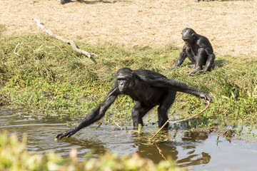 Bonobo - Vallée des singes - Romagne