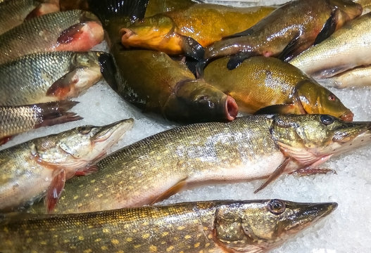 Freshwater fish market, Europe, EC. Wild pike (Esox lucius) and brown tench or doctor fish (Tinca tinca). Both species are common marketable fish in Baltic region