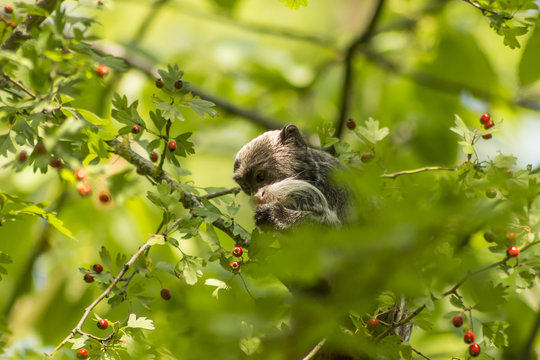Tamarin Empereur - Vall&eacute;e des singes - Romagne