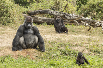 Famille de gorilles - Vallée des singes - Romagne