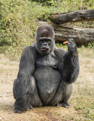 Gorille - Vallée des singes - Romagne