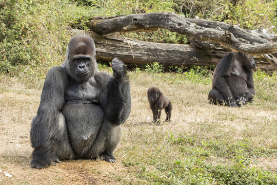 Famille de gorilles - Vall&eacute;e des singes - Romagne