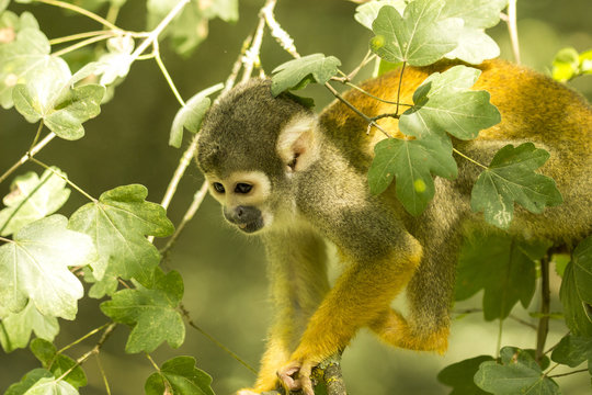 Sa&iuml;miri (Singe &eacute;cureuil) - Vall&eacute;e des singes - Romagne