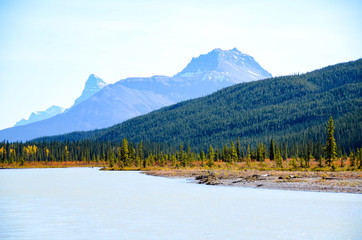 秋のカナディアンロッキー　紅葉（黄葉）のノース・サスカチュワン川（バンフ国立公園　カナダ・アルバータ州）