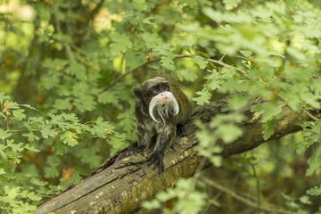 Tamarin Empereur - Vallée des singes - Romagne