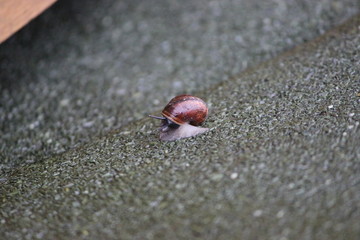 Snail