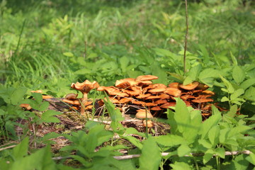 mushroom in the grass