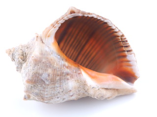 sea shell on white background