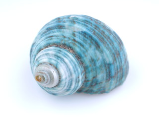 sea shell on white background