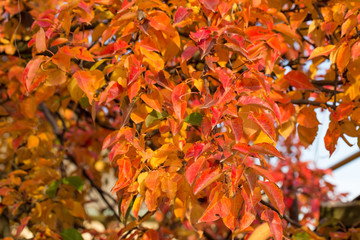 Red and Orange Autumn Leaves Background, Golden autumn in warm colors