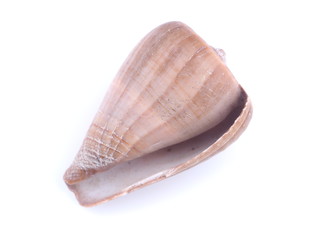 sea shell on white background