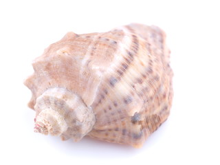 sea shell on white background