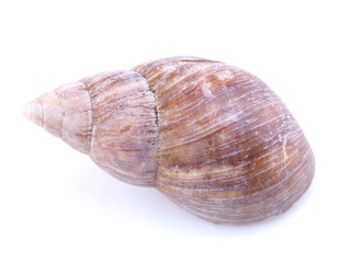 sea shell on white background