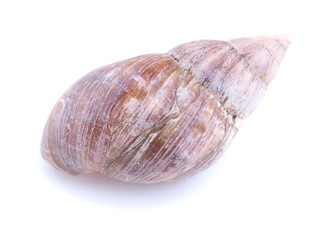 sea shell on white background