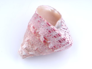sea shell on white background