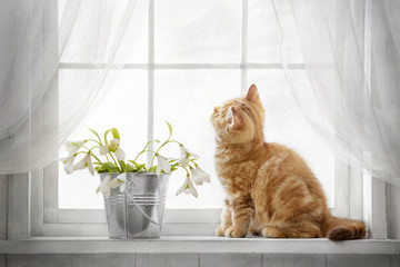 Small red tabby kitten sitting on the window on a sunny day