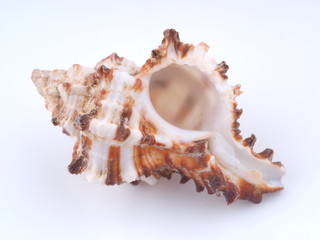 Obraz na płótnie Canvas sea shell on white background