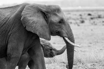 Elephant and calf in Kenya