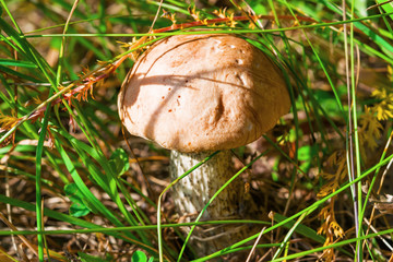 Mushroom aspen Leccinum in a clearing among the green grass in the summer, landscape
