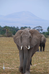 Obraz premium Bull Elephant on the Masai Mara
