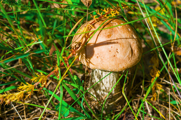 Mushroom aspen Leccinum in a clearing among the green grass in the summer, landscape
