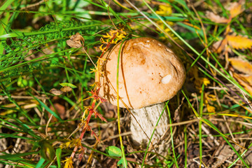 Mushroom aspen Leccinum in a clearing among the green grass in the summer, landscape

