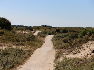the Dutch dunes