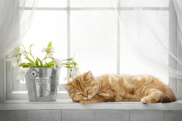 Small red tabby kitten sitting on the window on a sunny day