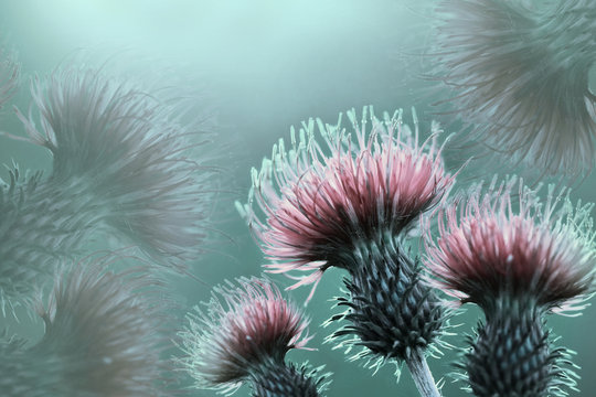 Floral  light turquoise background. Pink thorny thistle flower. A pink flowers on a  turquoise  background. Closeup.  Nature.
