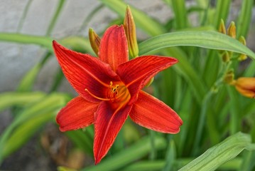big bud of a red flower in the summer garden