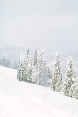 Naklejka premium Wonderful photo of winter snowy forest. Mountains in winter. Christmas trees with snow. Frosty forest.