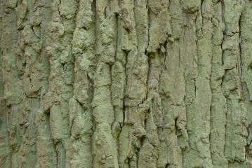 gray green wooden texture from dry oak bark