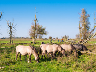 Grazing koniks and people walking in nature reserve Oostvaardersplassen, Flevoland, Netherlands © TasfotoNL