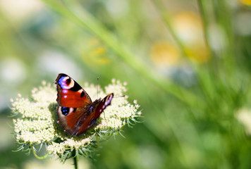 butterfly on flower