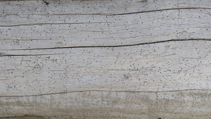 wood, tree, texture