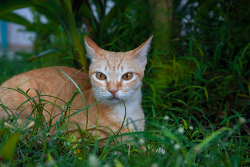 Naklejka na ściany i meble Ginger cat in green grass. Cute cat in summer garden. Domestic pet hunt and relax outdoor. Orange cat portrait.