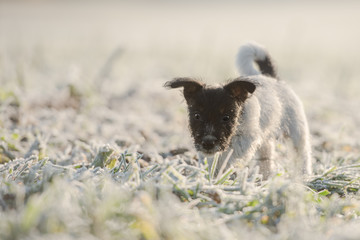 Little dog puppy in winter in the snow - 13 weeks old