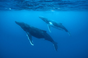 Humpback Whale, Tonga