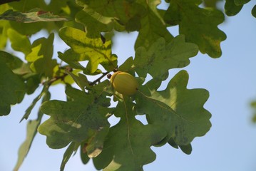 an oak acorn