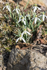 Snowdrops in early Spring